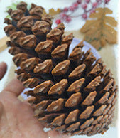 2 Pieces 1-18cm Pine Cone Christmas Decoration Hanging Pine Cone Christmas Tree Hanging Decoration Photography Props Dried Flower Pine Cone Pine Cone